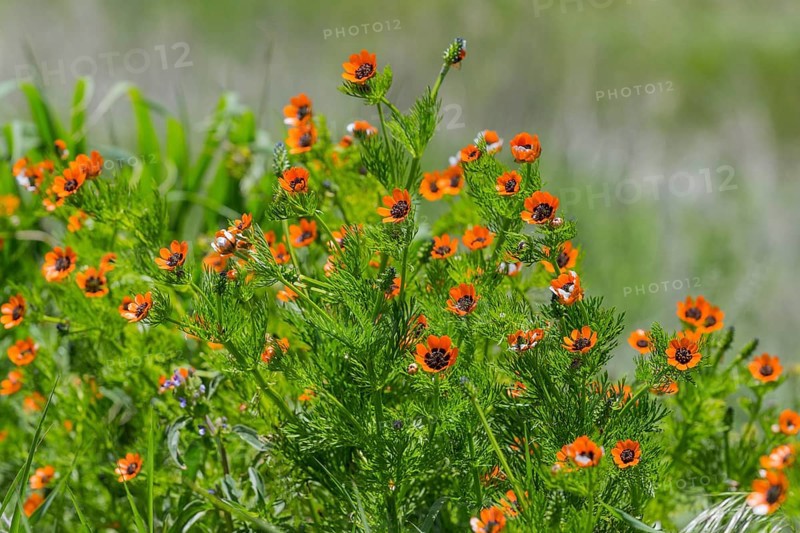 Vivid orange flowers bloom amidst green leaves in a meadowSummer Adonis aestivalis, also known as the blood-eyed, blood droplet, summer blood droplet, fire roses or little devil's eye, Armenia