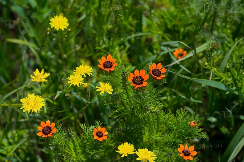 Vibrant yellow and orange flowers with lush green foliage in a spring meadow, cat's ear (Hypochaeris radicata) and summer adonis (Adonis aestivalis), also known as blood eye, blood droplet, summer blood droplet, fire roses or little devil's eye, Armenia