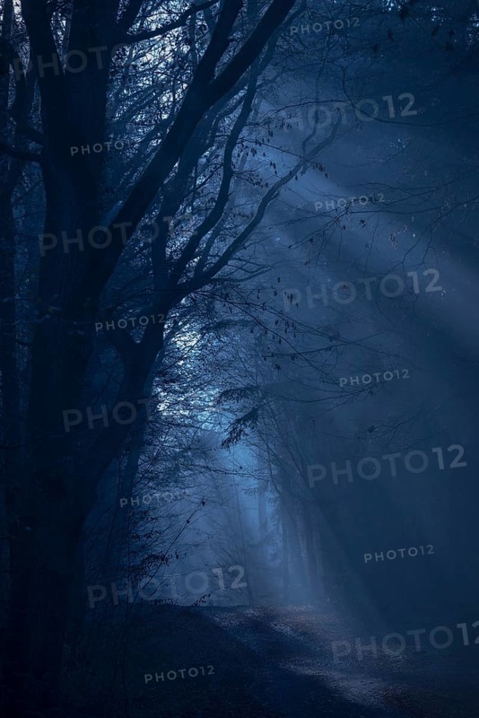 A dark forest in shades of blue with shadows and a mysterious, mystical atmosphere, fog, weak light, foggy, dark, cool, forest path, silence, frightening landscape, mood, hazy, light, path, light rays, mysterious, dark, dim, haze, twilight, moon, glow, night, tall trees, gnarled, creepy, dark, creepy, Halloween, lighting mood, nature, magic, season, horror symbol, phobia, nightmare, Lüneburg district, Lower Saxony, Germany