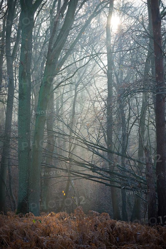 Forest in the morning light, tall trees and old ferns, sunbeams shimmering through branches, mixed forest, natural forest with copper beech (Fagus sylvatica) and pine (Pinus), dead bracken (Pteridium aquilinum), cool colours, blue, grey, mysterious, mystical, atmosphere, fog, misty, gloomy, silence, landscape, mood, hazy, rays of light, haze, spooky, light mood, nature, autumn, symbol fear, phobia, nightmare, nature conservation, nature reserve, FFH area Ilmenau, Lüneburg, Lower Saxony, Germany