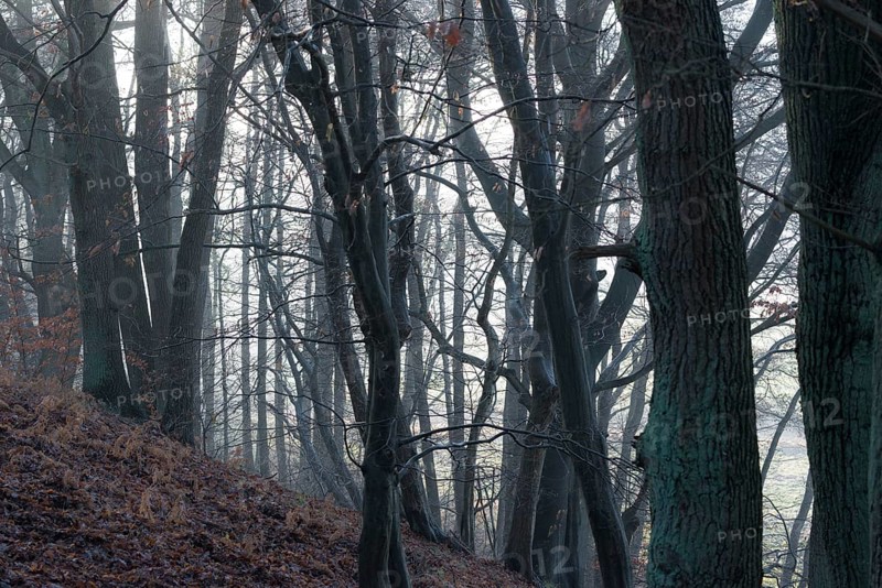 Dark, misty forest with tall trees and shade, mixed forest, natural forest with copper beech (Fagus sylvatica) English oak (Quercus robur) and hornbeam (Carpinus betulus), autumn leaves on the forest floor, cool colours, blue, grey, mystical, atmosphere, fog, misty, misty, gloomy, silence, landscape, mood, light, mysterious, haze, spooky, light mood, nature, autumn, darkness, fear, phobia, nightmare, nature conservation, nature reserve, FFH area Ilmenau with tributary streams, Lüneburg, Lower Saxony, Germany