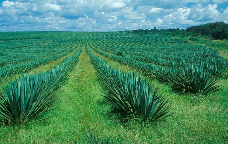 Sisal plantation, Tanzania, Africa, June 2000, vintage, retro, old, historic