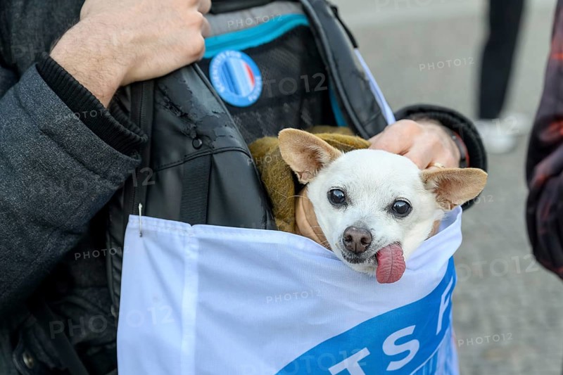 Scientist for Future dog with tongue out at Fridays for Future rally on 10 years of Paris Agreement and 7 years of Fridays for Future. Pariser Platz, Berlin, 12.12.2025