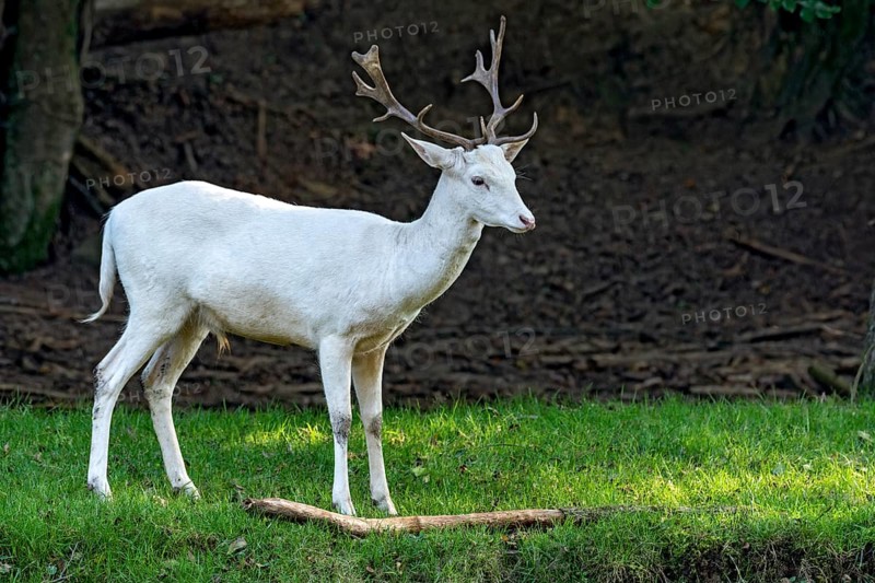 White shovel deer, fallow deer (dama dama), young animal, calf, white fur due to leucism gene mutation, no albino, male with antlers on a meadow at the edge of a forest, Vogelsberg, Büdingen Wildlife Park, Wetterau, Hesse, Germany