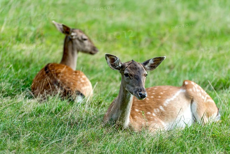 Dams (dama dama) Bald deer, hinds, resting on a meadow at the edge of the forest, Vogelsberg, Büdingen Game Park, Wetterau, Hesse, Germany