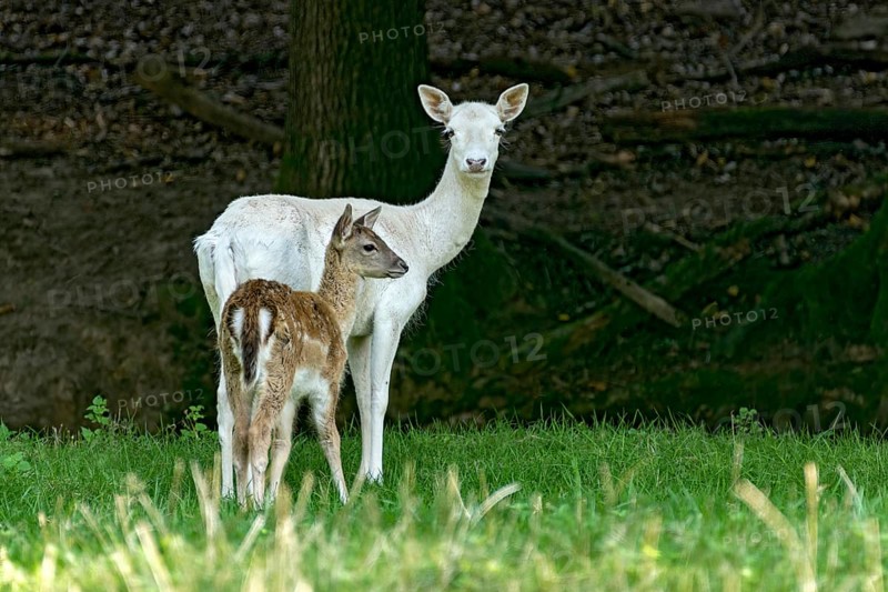 Damson (dama dama), adult doe, white fur due to leucism gene mutation, no albino, with calf on a meadow in a forest clearing, Vogelsberg, Büdingen Game Park, Wetterau, Hesse, Germany
