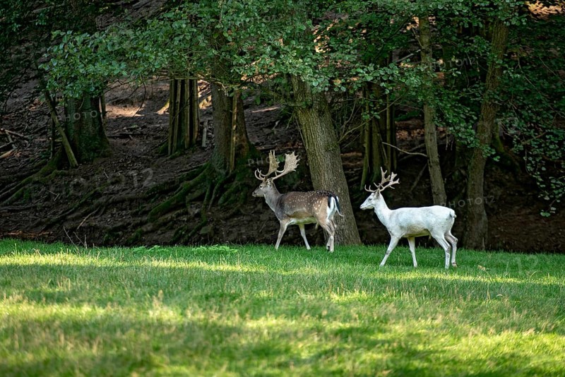 White shovel deer, fallow deer (dama dama), young animal, white fur due to leucism gene mutation, no albino, with adult spotted fallow deer, male with antlers in a meadow at the edge of the forest, Vogelsberg, Büdingen Wildlife Park, Wetterau, Hesse, Germany