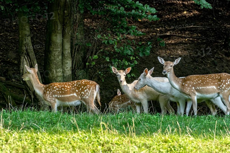 Herd of damas (dama dama) Bald deer, hinds, coloured, spotted and white due to leucism gene mutation, eating grass, grazing on a meadow in a clearing at the edge of a forest, Vogelsberg, Büdingen Wildlife Park, Wetterau, Hesse, Germany
