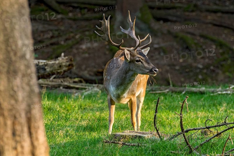 Fallow deer (dama dama), shovel deer, male, deer in a meadow at the edge of the forest, Vogelsberg, Büdingen Wildlife Park, Wetterau, Hesse, Germany