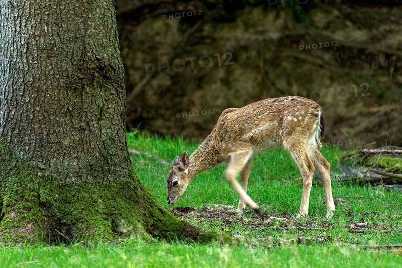 Damson (dama dama), doe, wild deer, young animal, calf eating grass, grazing on a meadow in a forest clearing, Vogelsberg, Büdingen Wildlife Park, Wetterau, Hesse, Germany
