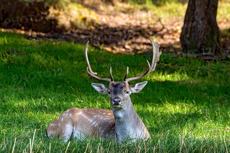 Fallow deer (dama dama), male, deer resting on a meadow at the edge of a forest, Vogelsberg, Büdingen Wildlife Park, Wetterau, Hesse, Germany
