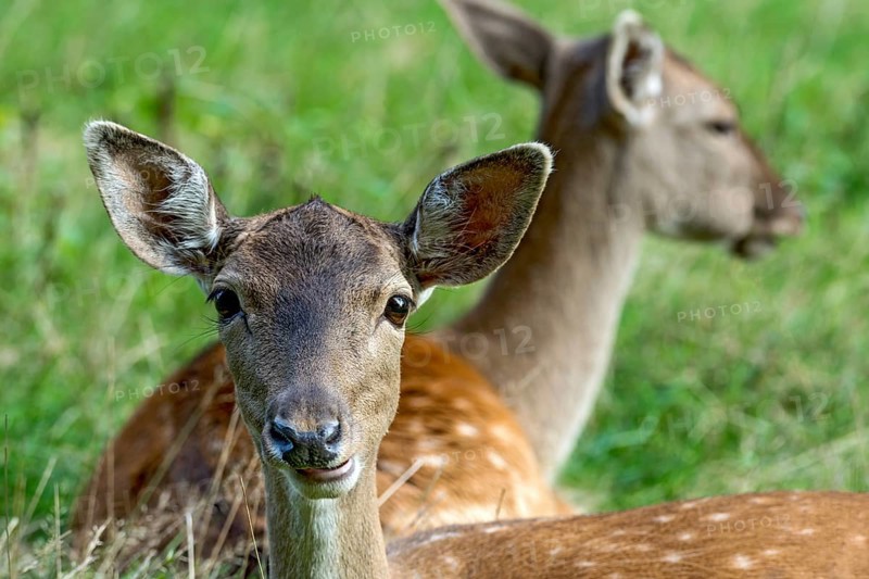 Damsels (dama dama) Bald deer, hinds, resting on a meadow at the edge of the forest, animal portrait, Vogelsberg, Büdingen Wildlife Park, Wetterau, Hesse, Germany