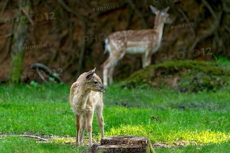 Damsels (dama dama), hind adult with young, calf, wild deer, on a meadow in a forest clearing, Vogelsberg, Büdingen Game Park, Wetterau, Hesse, Germany