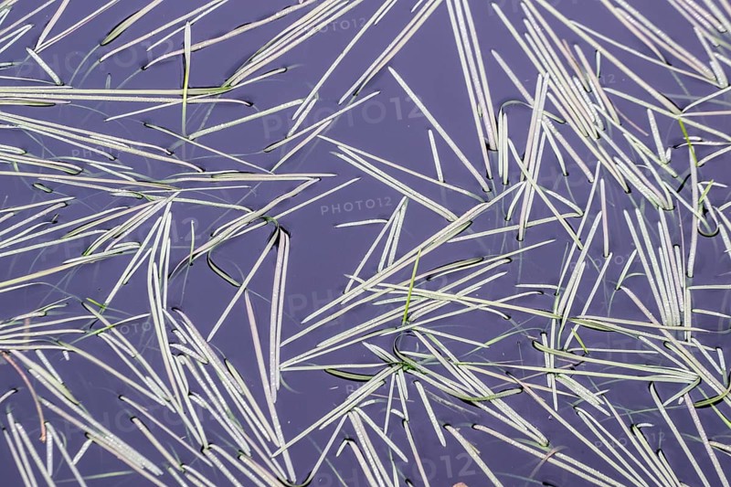 Glyceria fluitans (Glyceria fluitans), Emsland, Lower Saxony, Germany