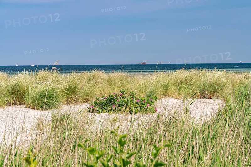 Dune landscape on the beach of the Kiel Fjord in Laboe, Schleswig-Holstein, Germany