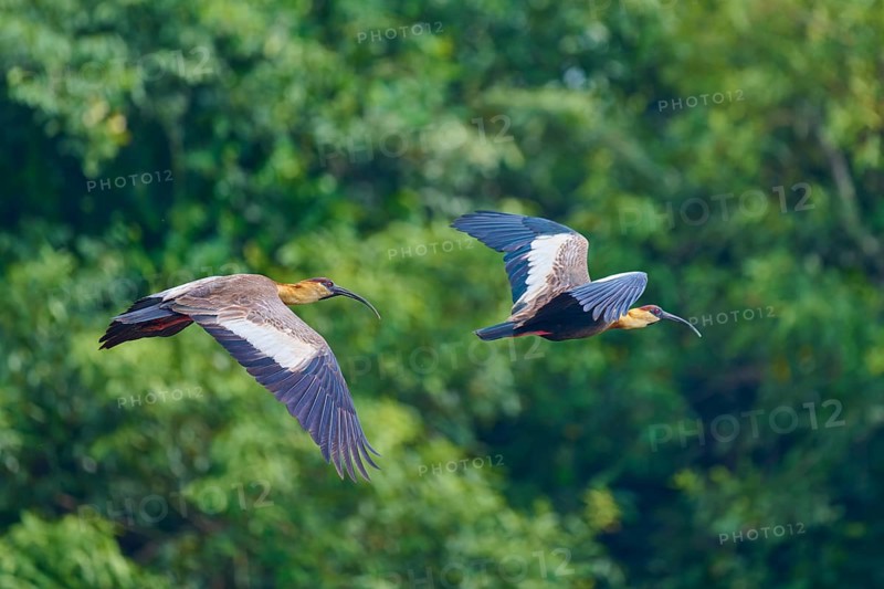 Two woodland ibises flying synchronously in front of a dense forest background, white-necked ibis (Theristicus caudatus), Rio Negro, Pantanal, UNESCO Biosphere Reserve, Mato Grosso, Brazil