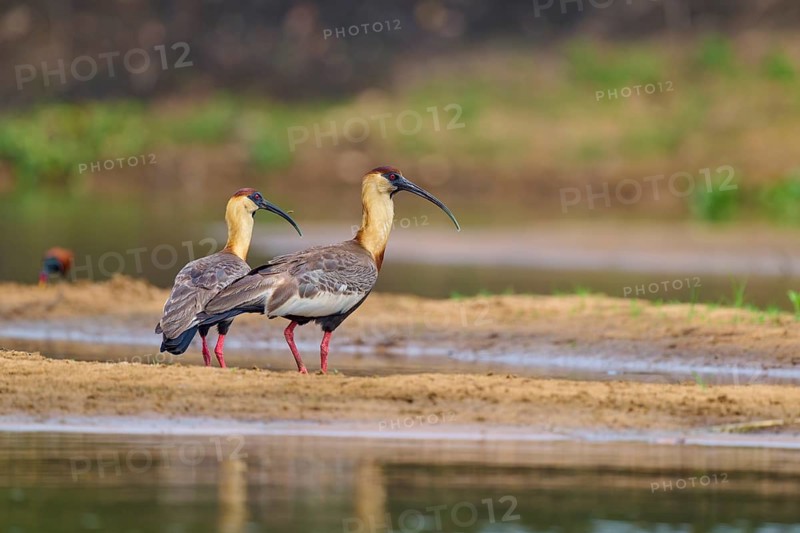 Two woodland ibises standing at the edge of the water and looking in the same direction, white-necked ibis (Theristicus caudatus), Rio Negro, Pantanal, UNESCO Biosphere Reserve, Mato Grosso, Brazil