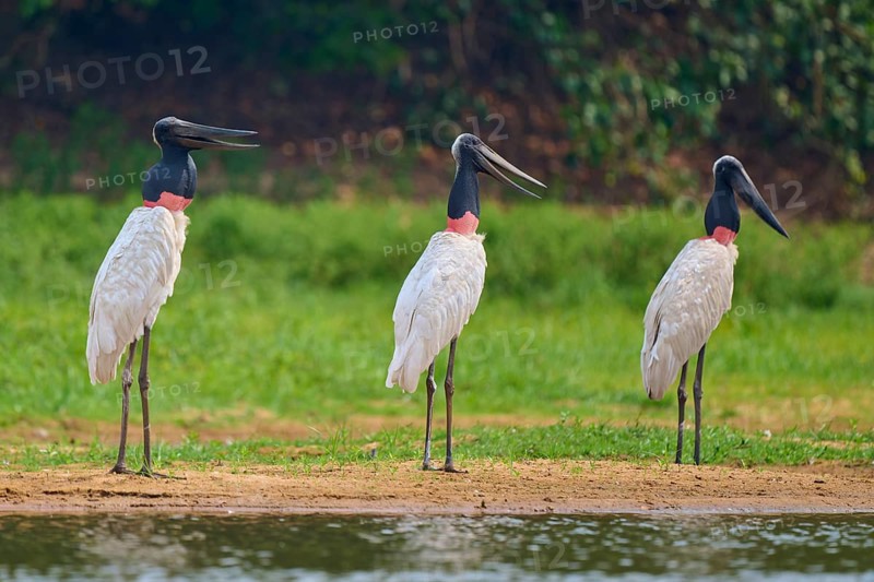 Three Jabirus standing next to each other on the bank in a green landscape, Jabiru (Jabiru mycteria), Pantanal, UNESCO Biosphere Reserve, Mato Grosso, Brazil