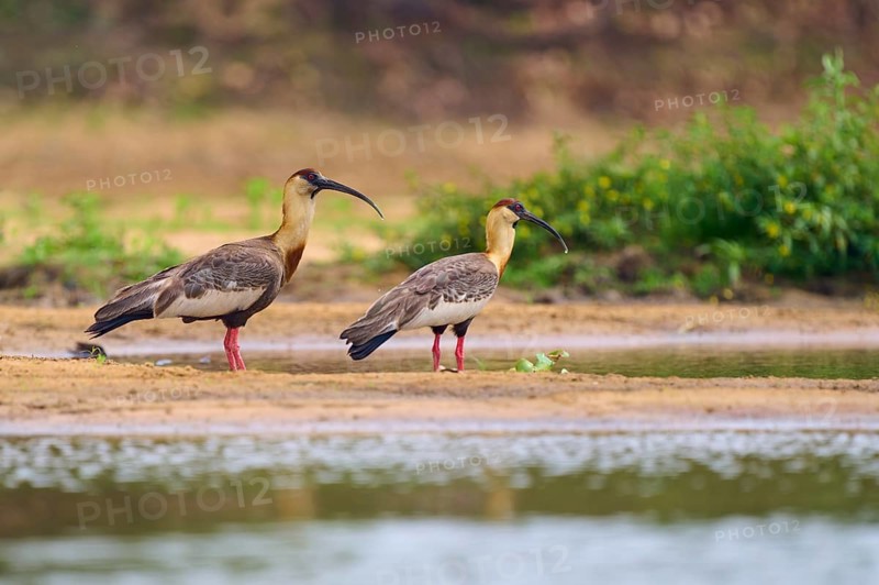 Two woodland ibises standing on the bank of a body of water, surrounded by green vegetation, white-necked ibis (Theristicus caudatus), Rio Negro, Pantanal, UNESCO Biosphere Reserve, Mato Grosso, Brazil