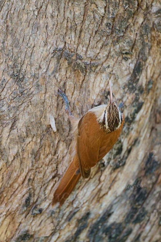 Brown and white bird climbing on cracked tree bark, perfectly camouflaged in natural environment, Southern White-bellied Woodcreeper (Lepidocolaptes angustirostris), Pantanal, UNESCO Biosphere Reserve, Mato Grosso, Brazil