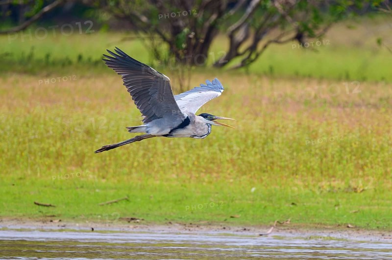 A heron flies elegantly over a lake in the middle of a green landscape with trees in the background, Cocoi heron (Ardea cocoi), Rio Negro, Pantanal, UNESCO Biosphere Reserve, Mato Grosso, Brazil