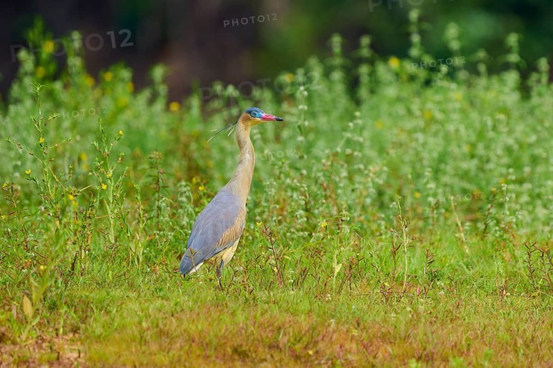 A heron stands in the middle of a green meadow, surrounded by natural vegetation, in a peaceful environment, Whistling Heron (Syrigma sibilatrix), Rio Negro, Pantanal, UNESCO Biosphere Reserve, Mato Grosso, Brazil