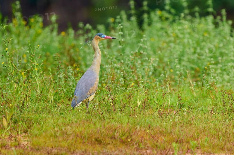 A heron stands still in a green meadow, surrounded by plants, in a quiet, natural environment, Whistling Heron (Syrigma sibilatrix), Rio Negro, Pantanal, UNESCO Biosphere Reserve, Mato Grosso, Brazil