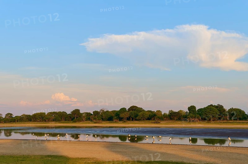 Birds on the lakeshore at sunset, surrounded by trees and clouds with a clear sky, Jabiru (Jabiru mycteria), Pantanal, UNESCO Biosphere Reserve, Mato Grosso, Brazil