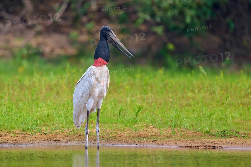 A single Jabiru stands at the edge of a body of water with dense greenery in the background, Jabiru (Jabiru mycteria), Pantanal, UNESCO Biosphere Reserve, Mato Grosso, Brazil