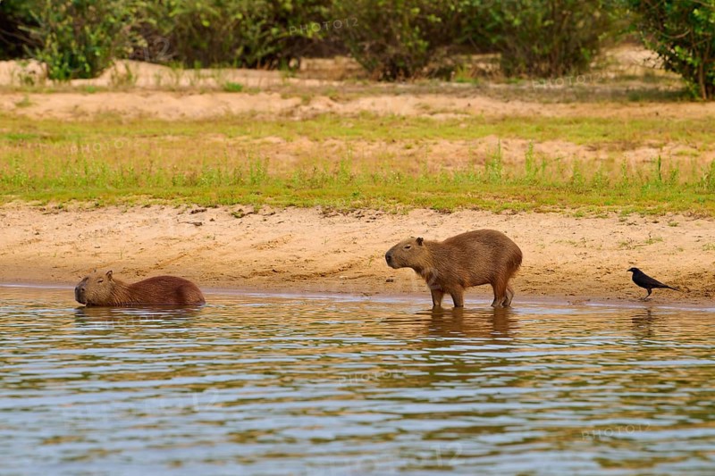 Two capybaras and a bird on the bank of a body of water in a green landscape, Capybara (Hydrochoerus hydrochaeris), Giant Cowbird (Molothrus oryzivorus), Rio Negro, Pantanal, UNESCO Biosphere Reserve, Mato Grosso, Brazil