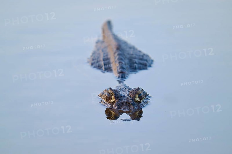 A caiman swims calmly in the water directly towards the camera, Yacare caiman (Caiman yacare, Caiman crocodilus yacara), Rio Negro, Fazenda Barranco Alto, Pantanal, UNESCO Biosphere Reserve, Mato Grosso, Brazil