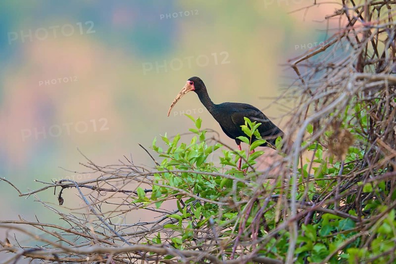 A bird sitting on branches surrounded by green plants in a natural habitat, black ibis (Phimosus infuscatus), Rio Negro, Fazenda Barranco Alto, Pantanal, UNESCO Biosphere Reserve, Mato Grosso, Brazil