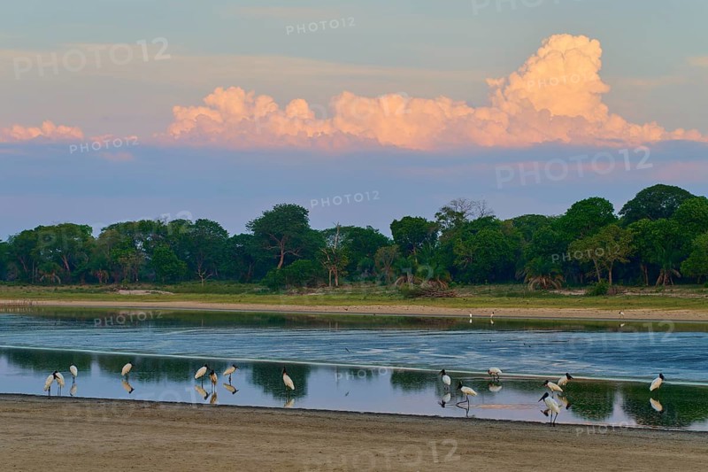 Birds standing in the water in front of a forest under a peaceful, cloudy sky, Jabiru (Jabiru mycteria), Pantanal, UNESCO Biosphere Reserve, Mato Grosso, Brazil