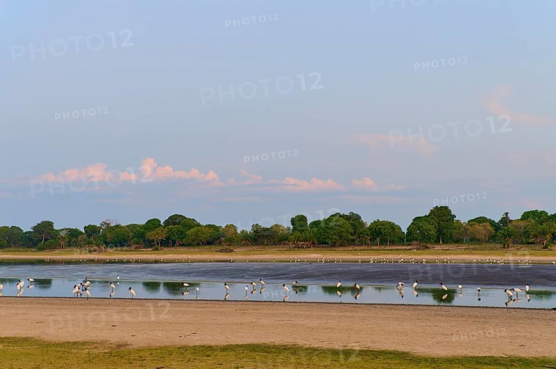 Birds on the riverbank under a clear sky, surrounded by lush trees, Jabiru (Jabiru mycteria), Pantanal, UNESCO Biosphere Reserve, Mato Grosso, Brazil