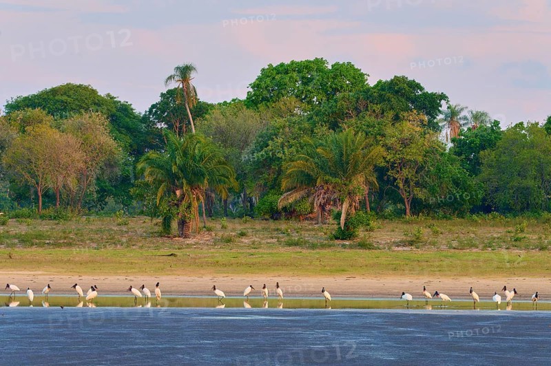 Birds on the shore of a lake in front of lush vegetation and a peaceful sky, Jabiru (Jabiru mycteria), Pantanal, UNESCO Biosphere Reserve, Mato Grosso, Brazil
