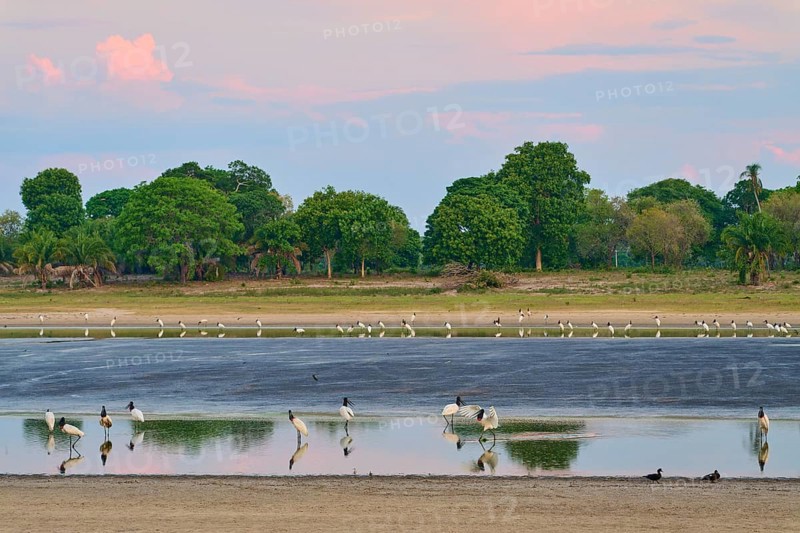 Birds in the water against a sky in the evening light, surrounded by nature, Jabiru (Jabiru mycteria), Pantanal, UNESCO Biosphere Reserve, Mato Grosso, Brazil