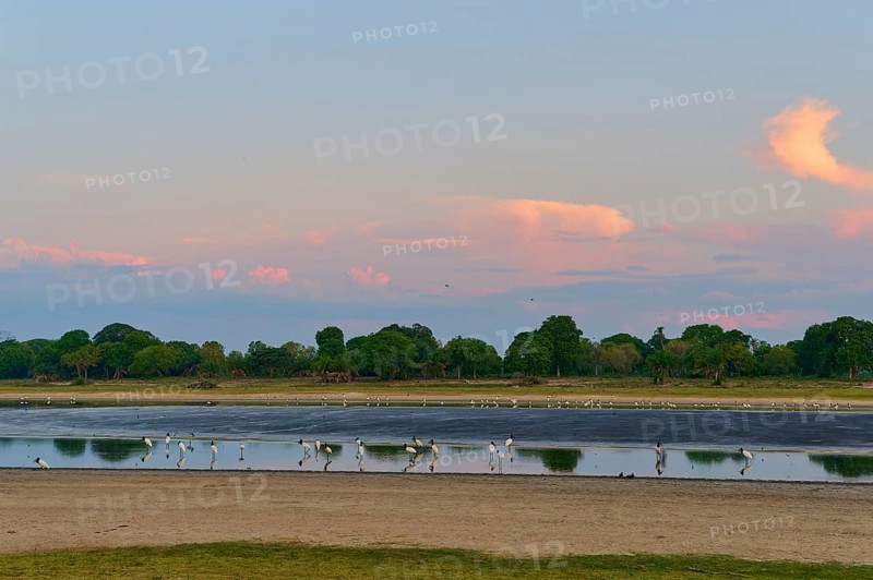 Birds by the water at dusk, surrounded by a gentle skyscape, Jabiru (Jabiru mycteria), Pantanal, UNESCO Biosphere Reserve, Mato Grosso, Brazil