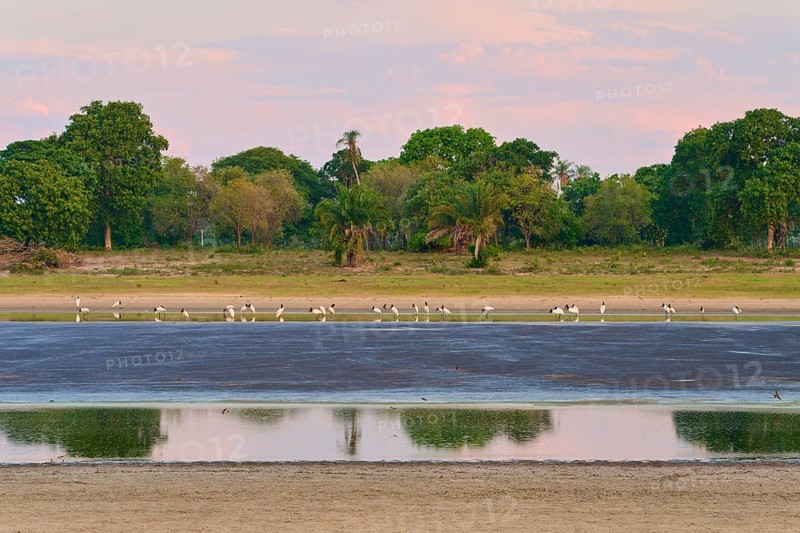 Birds in the water against a backdrop of trees and a calm, reflecting sky, Jabiru (Jabiru mycteria), Pantanal, UNESCO Biosphere Reserve, Mato Grosso, Brazil