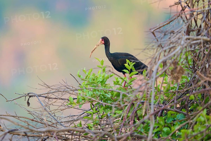 A bird stands between branches and foliage in the open, embedded in nature, black ibis (Phimosus infuscatus), Rio Negro, Fazenda Barranco Alto, Pantanal, UNESCO Biosphere Reserve, Mato Grosso, Brazil