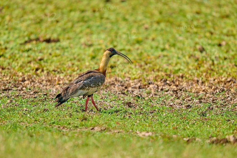 A bird with a long beak stands on a green meadow, White-necked Ibis (Theristicus caudatus), Fazenda Barranco Alto, Pantanal, UNESCO Biosphere Reserve, Mato Grosso, Brazil