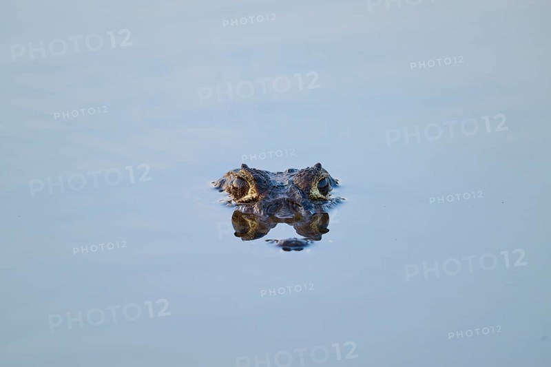 Caiman eyes look calmly out of the water surface, Yacare caiman (Caiman yacare, Caiman crocodilus yacara), Rio Negro, Fazenda Barranco Alto, Pantanal, UNESCO Biosphere Reserve, Mato Grosso, Brazil