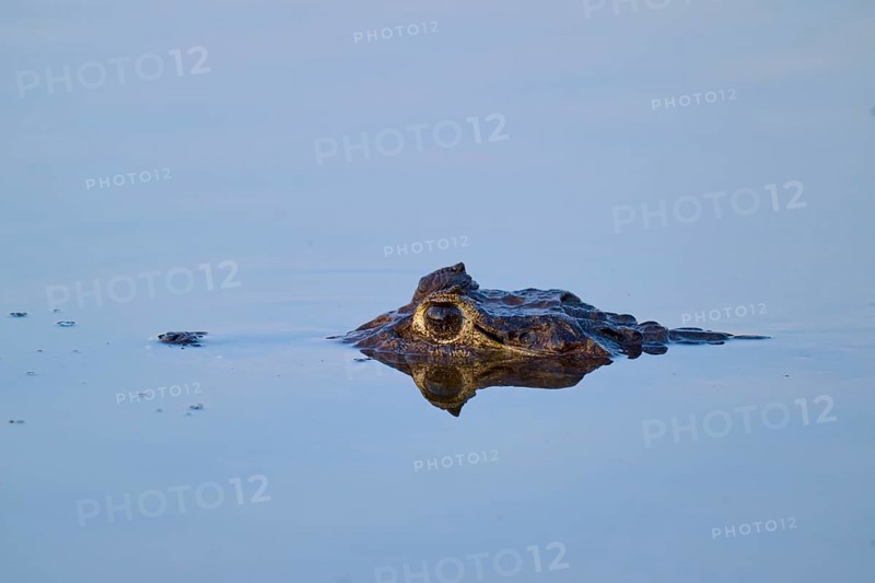 The head of a caiman protrudes from the blue water, the eyes concentrated, Yacare caiman (Caiman yacare, Caiman crocodilus yacara), Rio Negro, Fazenda Barranco Alto, Pantanal, UNESCO Biosphere Reserve, Mato Grosso, Brazil
