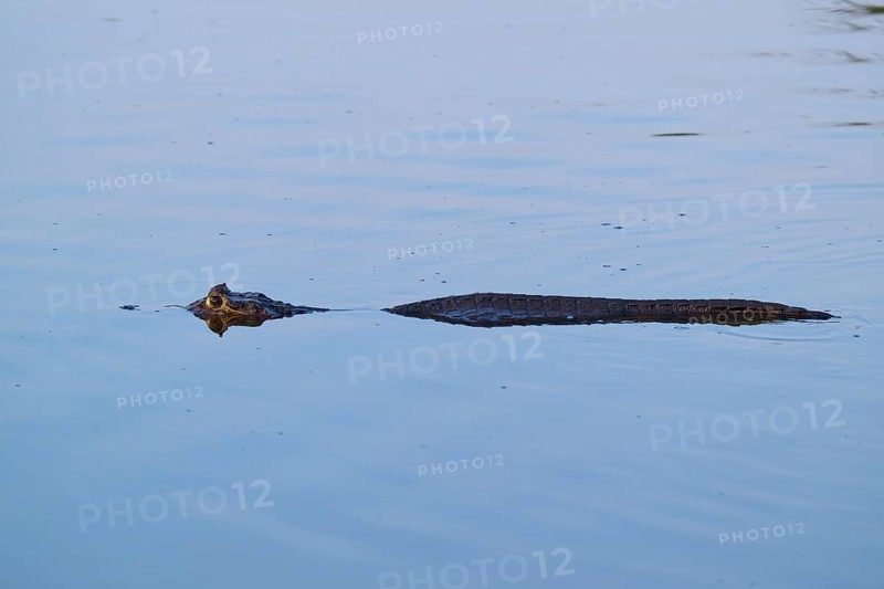 A caiman swimming in calm water with only its head and back visible, Yacare caiman (Caiman yacare, Caiman crocodilus yacara), Rio Negro, Fazenda Barranco Alto, Pantanal, UNESCO Biosphere Reserve, Mato Grosso, Brazil