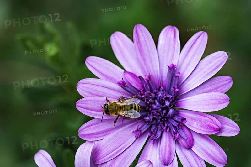 Bee (Apidae) sitting on a violet flower on a cape basket (Osteospermum) in a detailed close-up in front of a softly blurred green background in soft light, Dortmund, North Rhine-Westphalia, Germany