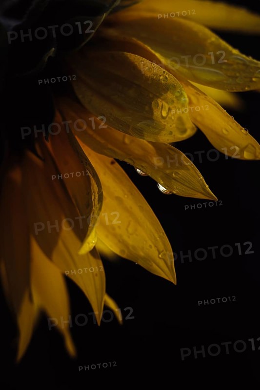 Sunflower (Helianthus annuus), detailed close-up of yellow petals with water droplets against a dark background in soft, warm light, Dortmund, North Rhine-Westphalia, Germany