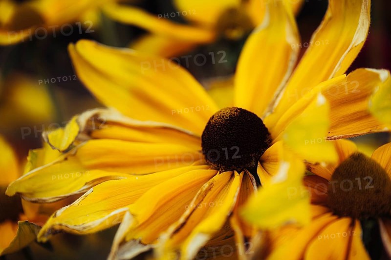 Rudbeckia hirta, detailed close-up of several yellow-orange flowers with dark flower centre and soft background blur in soft, warm light, Dortmund, North Rhine-Westphalia, Germany