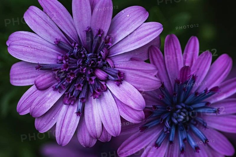 Cape basket (Osteospermum) two violet flowers in detailed close-up with dark, blue-violet flower centres in front of softly blurred background in soft light, Dortmund, North Rhine-Westphalia, Germany