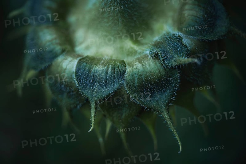 Sunflower (Helianthus annuus) detailed artistic macro shot of the hairy bracts and the opening bud with fine texture, shallow depth of field, dark background, soft light, Dortmund, North Rhine-Westphalia, Germany