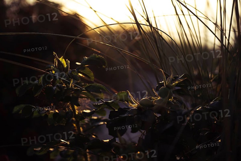 Wild rose (Rosa sp.) Branch with still unripe rose hips and shiny leaves in the foreground, surrounded by dune grass in soft, warm backlight, atmospheric coastal scene with shallow depth of field, Schillig, Lower Saxony, Germany