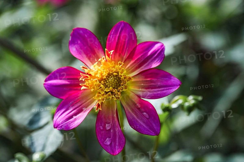 Dahlia (Dahlia pinnata) magenta-coloured flower with yellow centre and water droplets on the petals in soft, warm light, Dortmund, North Rhine-Westphalia, Germany
